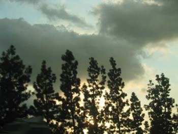 Itty-Bitty Trees