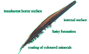 Scale Cross Section