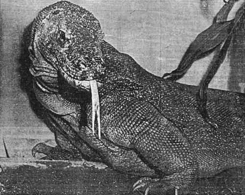 The Komodo Dragon