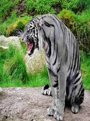 black tiger.jpg