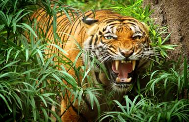 indocinese-tiger.jpg