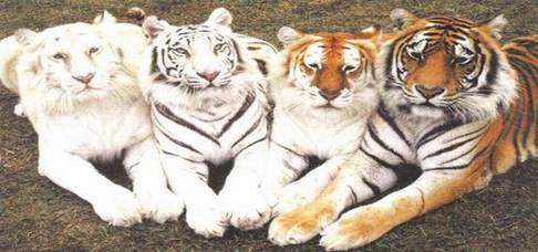 these_funny_animals_914_640_03.jpg