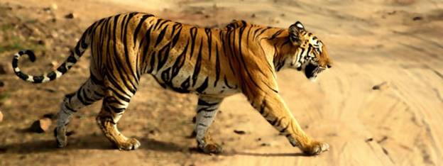 panthera tiger.jpg