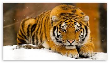 siberian_tiger.jpg