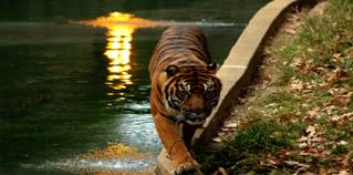 Sumatran_tiger.jpg