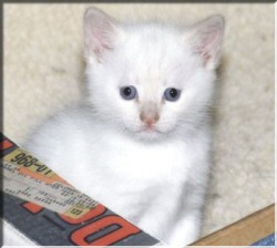 Lil' Boy, Buddy