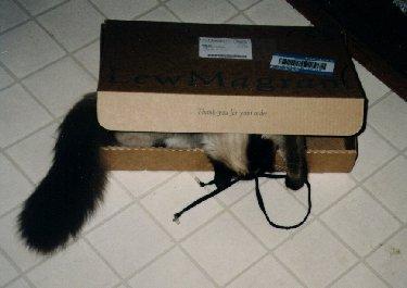 Miss Kitty in action!