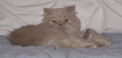 Omar
