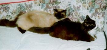 Miss Kitty and Ritz
