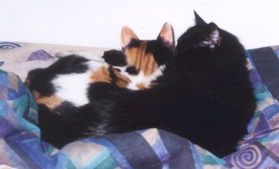 Ariel and her Japanese Bobtail friend, Okamisan
