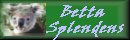 Visit my Betta Splendens