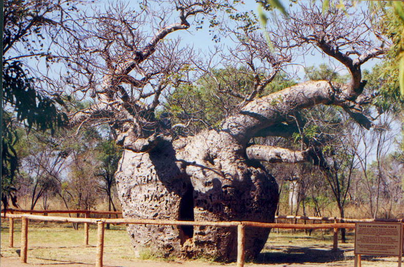 Prison tree - Derby