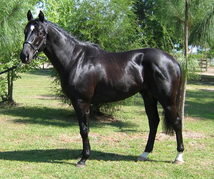 Black Thoroughbred Racehorse