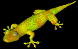 gecko.gif (12114 bytes)
