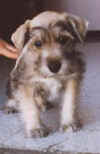 bebe.jpg (6680 bytes)