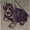 bigusbebe.jpg (41454 bytes)