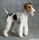foxterrier.jpg (11835 bytes)