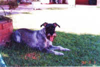 lola2.jpg (80431 bytes)