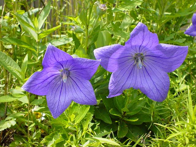 Took the picture of these flowers outside my door.