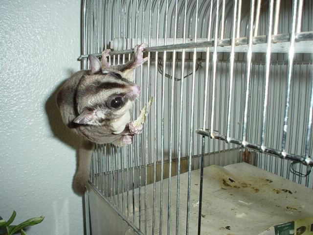Jazzy is our sugar Glider. We bought her at  an exotic animal auction last fall. She is so much fun.  Here she is eating a tostito.