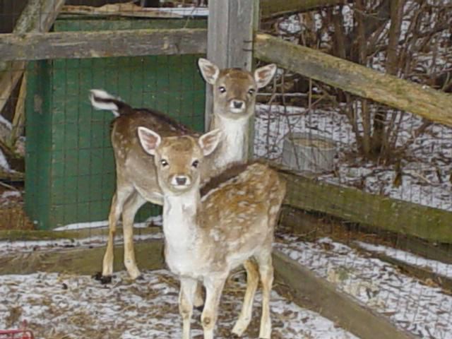 My mom has all sorts of animals on the farm. So I had to get a picture of her deer.  They are just babies now but we expect them to get pretty big.