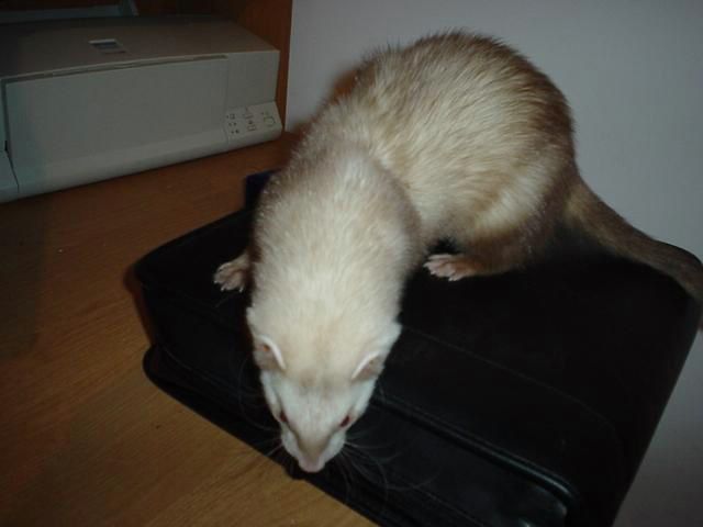 Sammy is the coolest ferret.  
