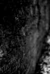 rockface.jpg (111337 bytes)