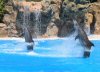 dolphins