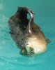 seal