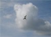 Tern