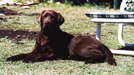 sun baking