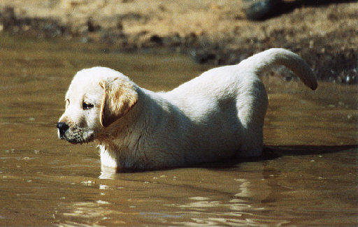 the first swim