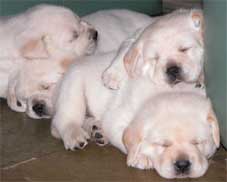 makin zzzzs