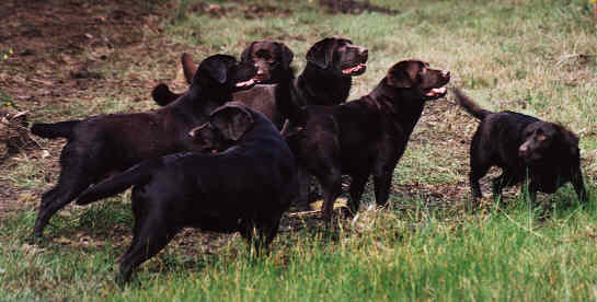 the mob again