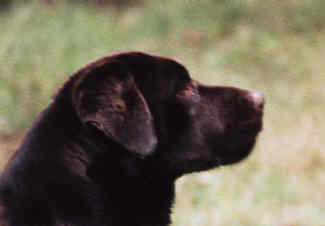 Murphy