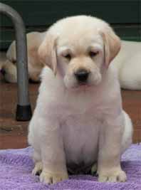 someday I will grow into these legs!