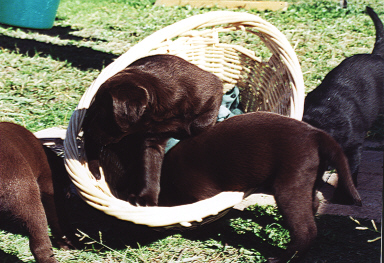 helping paws