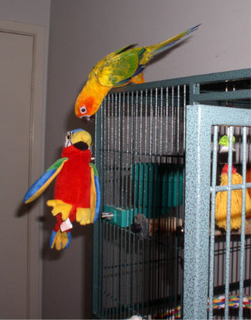 Jimi throws the parrot intruder over the cliff.&nbsp; 