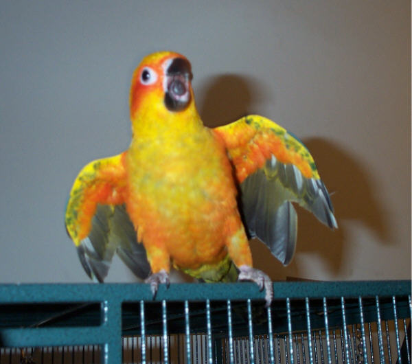 Hello, Everybirdie!
