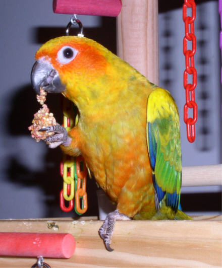 I love my nutriberries.