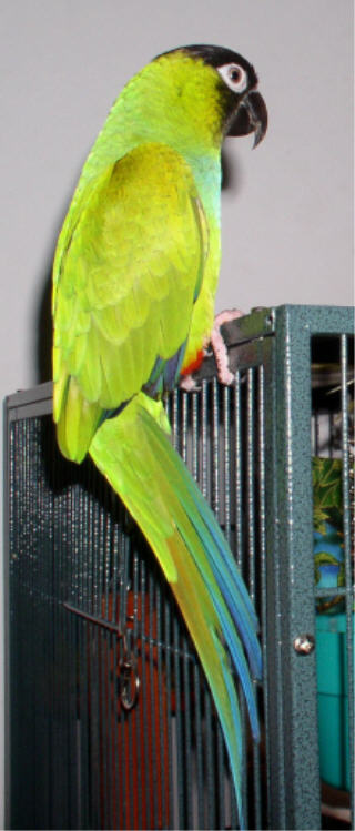 The camera doesn't begin to show Fenix's brilliant color.