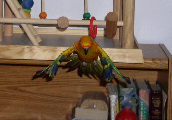 Jimi is a flyer!