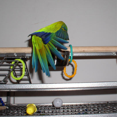 Fenix showing off his beautiful feathers.