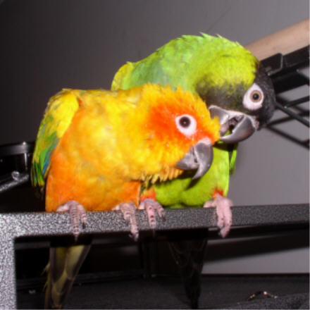 Jimi's new pin feathers are itchy.&nbsp; Fenix is a good friend.