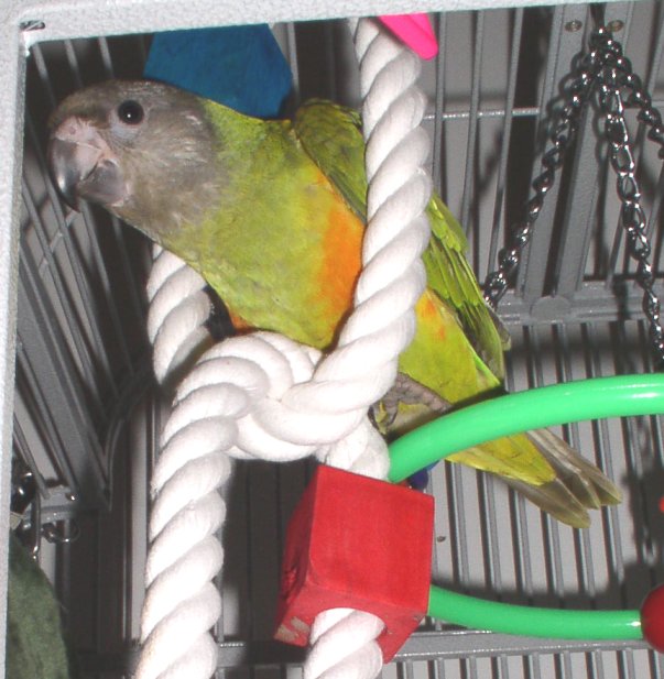 Zomi&nbsp; loves to swing and climb here.