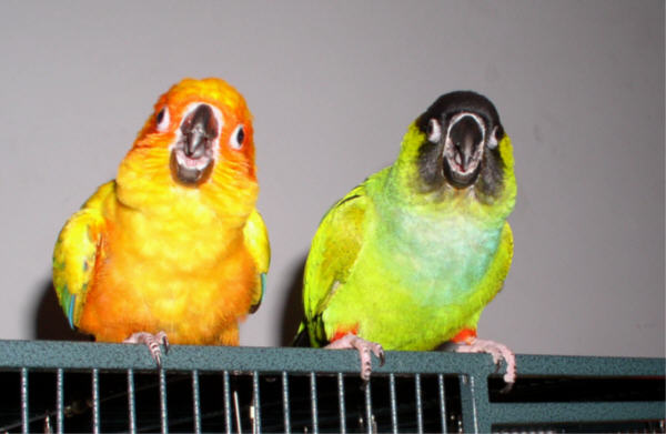 Jimi the Sun and Fenix the Nanday