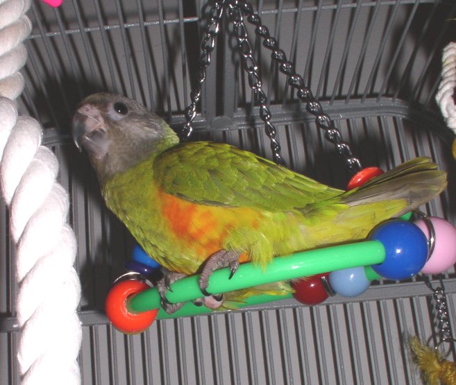 Zomi loves his swing.