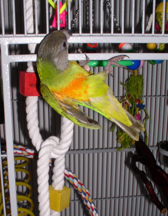 I am coming out to play now!