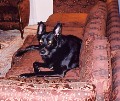 OP, the bestest dog in the world