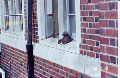 A Squirrel trying to peep